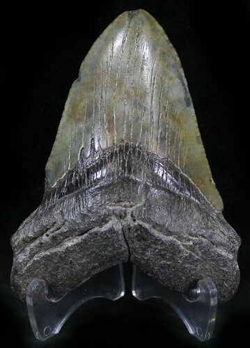 Bargain Megalodon Tooth - South Carolina #25655